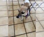 Small #10 Jack Russell Terrier Mix