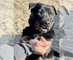 Small #7 Labrador Retriever Mix