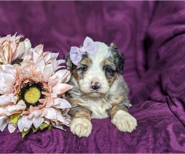 Medium Photo #6 Bernedoodle (Miniature) Puppy For Sale in COCHRANVILLE, PA, USA