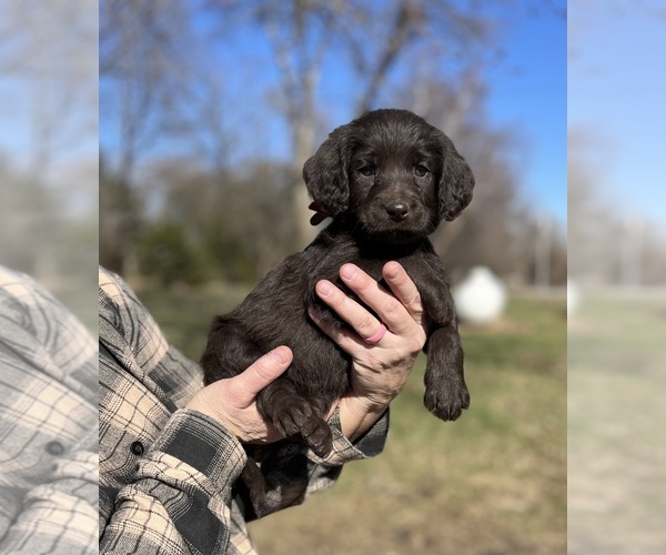 Medium Photo #1 Labradoodle Puppy For Sale in WELLSBURG, IA, USA
