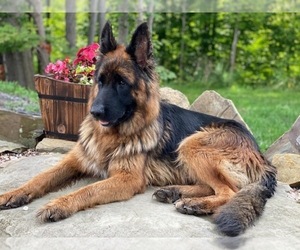 Mother of the German Shepherd Dog puppies born on 07/23/2022