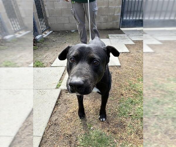 Medium Photo #2 Labrador Retriever-Unknown Mix Puppy For Sale in Riverside, CA, USA