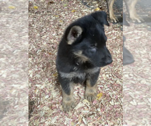German Shepherd Dog Puppy for sale in ESCANABA, MI, USA