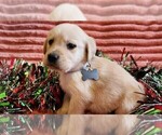 Small #1 Golden Labrador