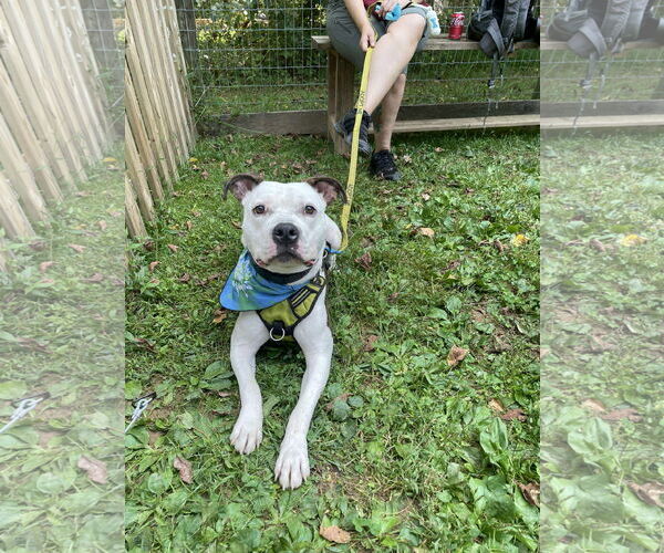 Medium Photo #10 American Pit Bull Terrier-Unknown Mix Puppy For Sale in Derwood, MD, USA
