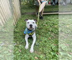 Small #9 American Pit Bull Terrier Mix