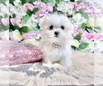 Small #55 Maltese