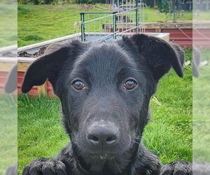 Dutch Shepherd -German Shepherd Dog Mix Dogs for adoption in Huntley, IL, USA