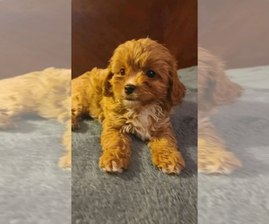 Cavapoo Puppy for sale in MONTEREY, CA, USA