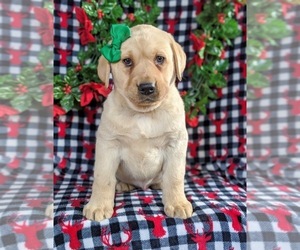 Labrador Retriever Puppy for sale in CHRISTIANA, PA, USA