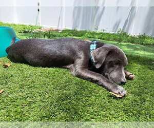 Dachshund-Labrador Retriever Mix Dogs for adoption in Zellwood, FL, USA