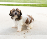 Small Shih Tzu