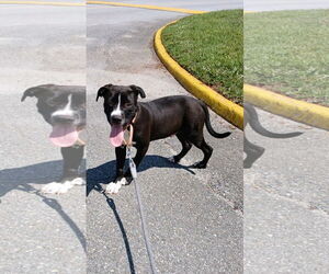 American Pit Bull Terrier Dogs for adoption in Rustburg, VA, USA