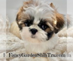 Small Photo #4 Shih Tzu Puppy For Sale in JACKSONVILLE, FL, USA