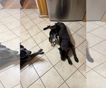Small #2 Australian Cattle Dog