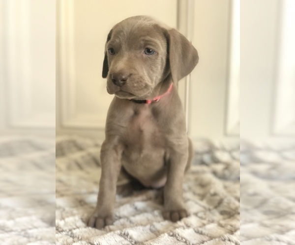 Medium Photo #1 Weimaraner Puppy For Sale in TOWANDA, KS, USA