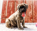 Small Photo #11 Mastiff Puppy For Sale in WAKARUSA, IN, USA