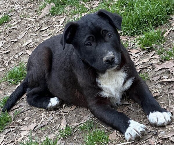 Medium Photo #4 Labrador Retriever-Unknown Mix Puppy For Sale in Yardley, PA, USA