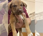 Small #1 German Shepherd Dog Mix