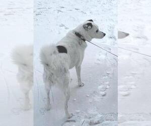 Spot - Senior Girl - Female Jack Russell Terrier-Unknown Mix Dog for Adoption