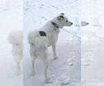 Spot - Senior Girl - Female Jack Russell Terrier-Unknown Mix Dog for Adoption - Small photo