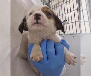 Border Collie-Unknown Mix Dogs for adoption in Conroe, TX, USA