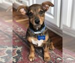 Small Photo #6 Dachshund-Unknown Mix Puppy For Sale in Corona, CA, USA