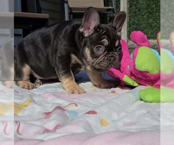 Medium Photo #4 French Bulldog Puppy For Sale in BOSTON, KY, USA