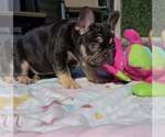 Small #3 French Bulldog