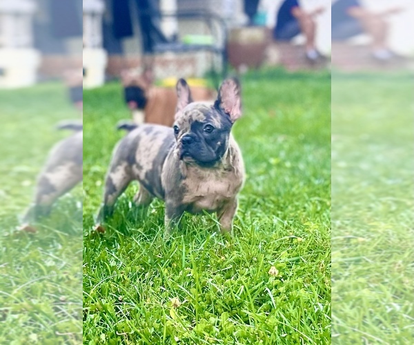 Medium Photo #2 French Bulldog Puppy For Sale in BETHPAGE, NY, USA
