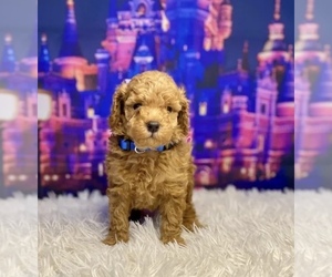 Goldendoodle (Miniature) Litter for sale in LAKE PANASOFFKEE, FL, USA