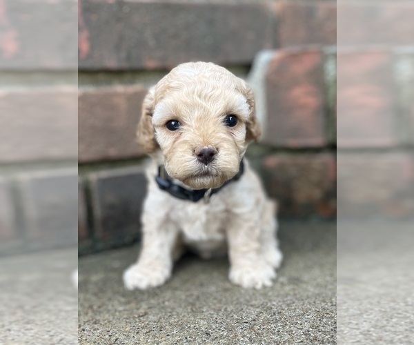 Medium Photo #1 Cockapoo Puppy For Sale in BELTON, KY, USA