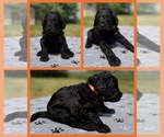 Puppy Rio Goldendoodle