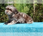 Small #22 ShihPoo
