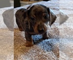 Small #3 Dachshund