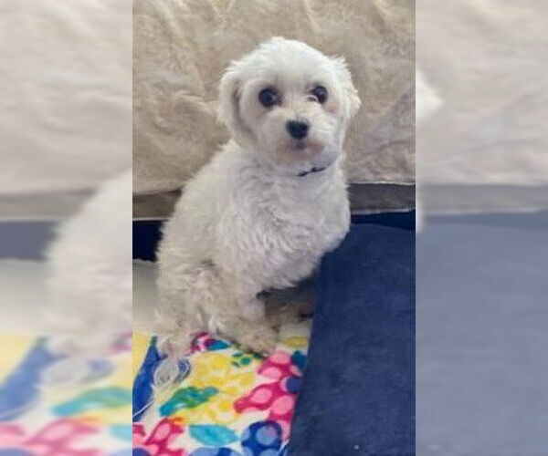 Medium Photo #4 Maltese Puppy For Sale in St. Louis Park, MN, USA
