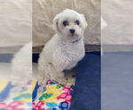 Small #3 Maltese
