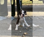 Small Photo #1 American Bulldog Puppy For Sale in HUDSON, NY, USA