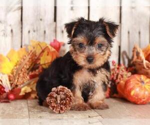 Yorkshire Terrier Puppy for sale in MOUNT VERNON, OH, USA