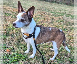 Chihuahua-Unknown Mix Dogs for adoption in Princeton, MN, USA