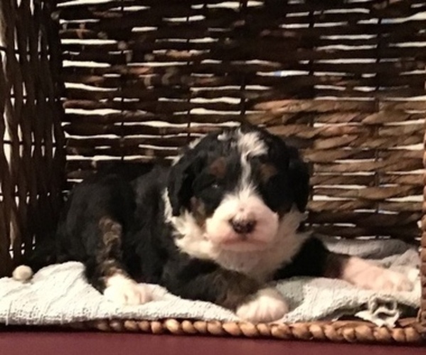Medium Photo #1 Bernedoodle-Poodle (Standard) Mix Puppy For Sale in QUARRYVILLE, PA, USA