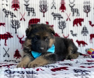 German Shepherd Dog Puppy for sale in LANCASTER, PA, USA