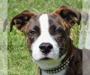 Boxador Dogs for adoption in Huntley, IL, USA