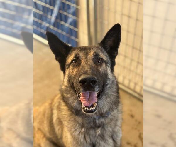 Medium Photo #1 German Shepherd Dog-Unknown Mix Puppy For Sale in Visalia, CA, USA