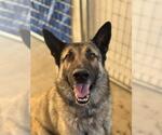 Small German Shepherd Dog Mix