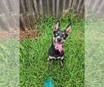 Small German Shepherd Dog Mix