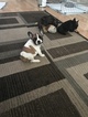 Small Photo #4 French Bulldog Puppy For Sale in OAK PARK, MI, USA