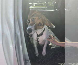 Beagle-Unknown Mix Dogs for adoption in Sanford, FL, USA