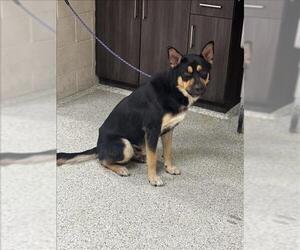 German Shepherd Dog-Unknown Mix Dogs for adoption in Conroe, TX, USA