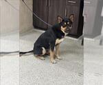 Small German Shepherd Dog Mix